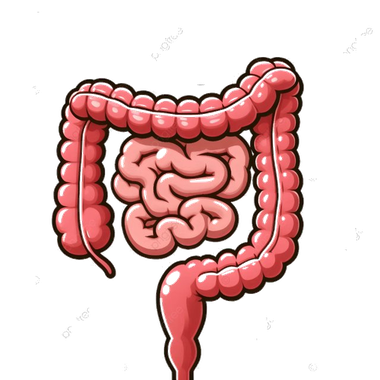Intestino